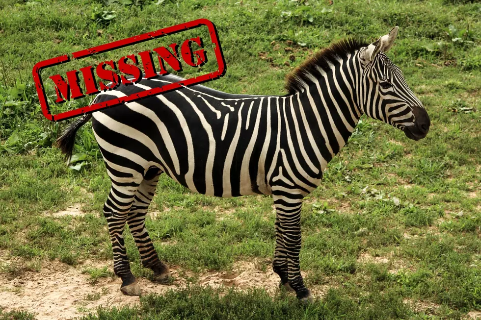 Elusive Zebra Spotted on Camera: Search Intensifies In North Bend