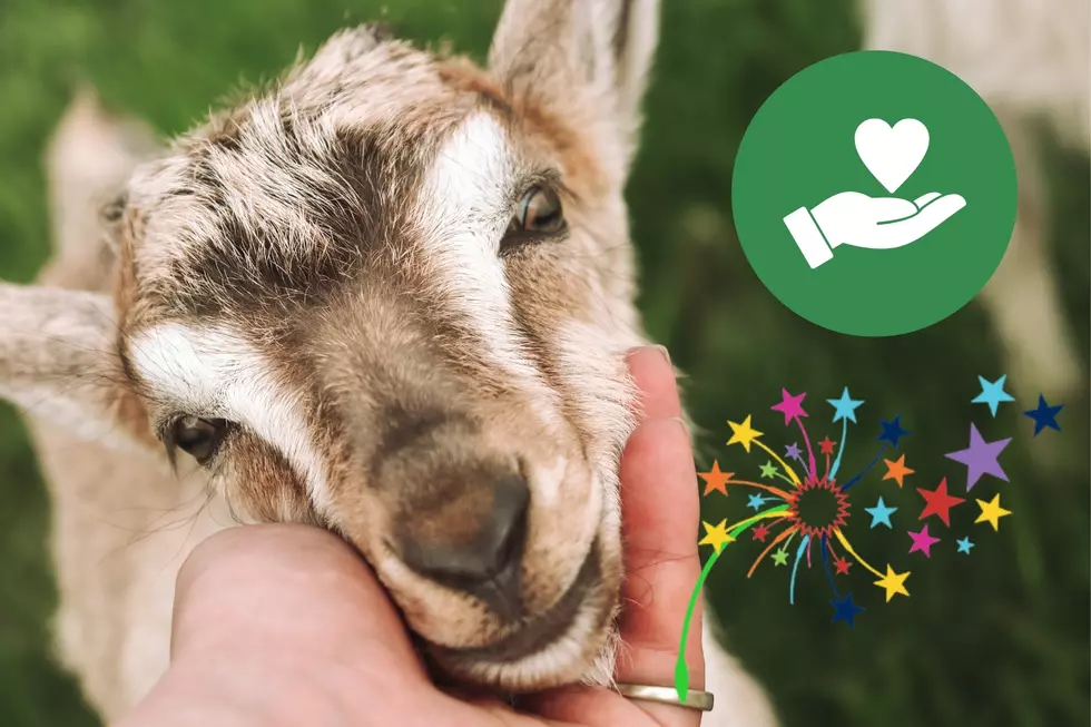 It’s Baa’aa’aack! The Wishing Star Foundation’s Baby Goat Fundraiser is on