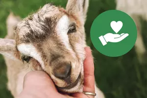 It's Back! The Wishing Star Foundation Baby Goat Fundraiser is on