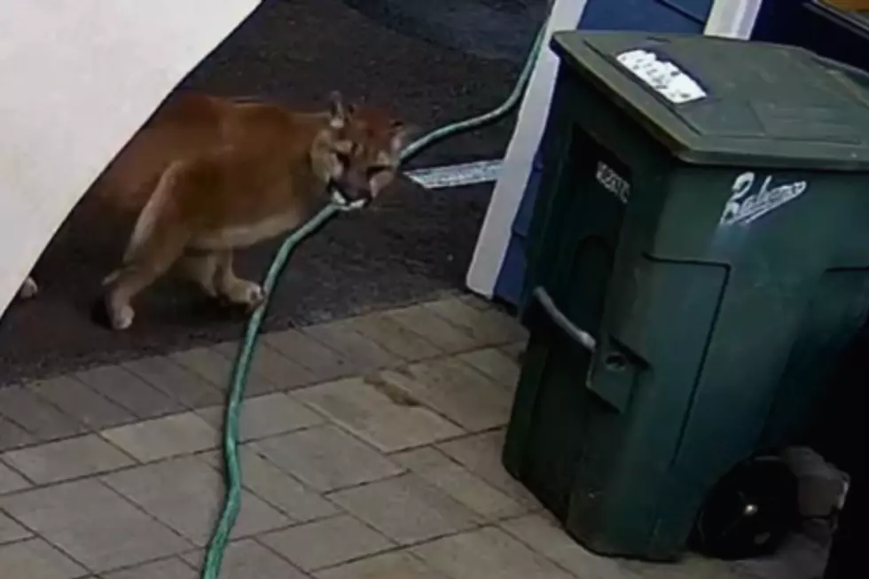 Scary Situation: Cougar Chases Family Pets in WA State [VIDEO]