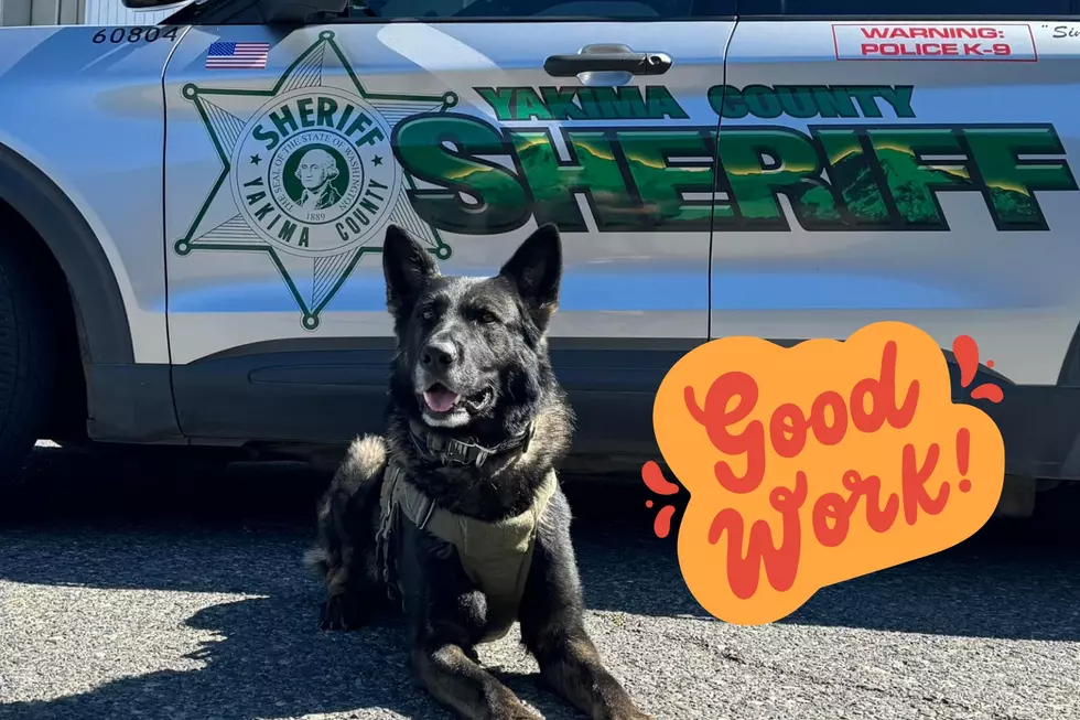 Yakima Police K9 Simcoe Shines Again With an Outstanding Performance