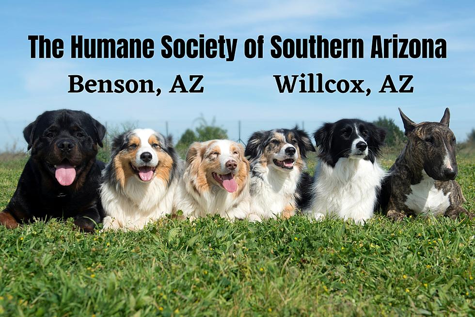Humane Society of Southern Arizona Teams Up Benson & Willcox