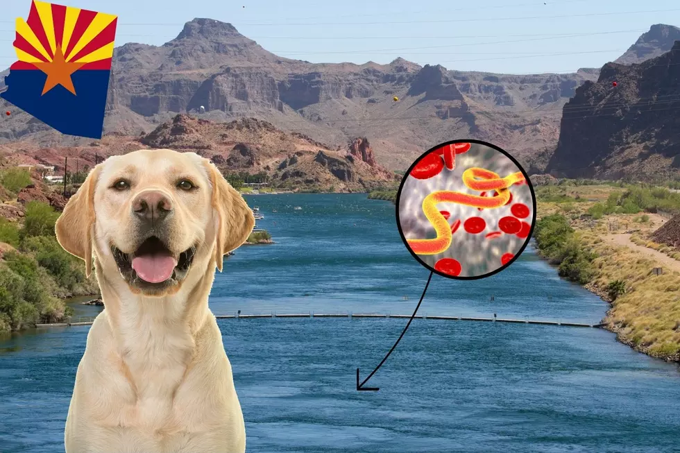 Arizona Finds Dog Killing Parasite in Colorado River