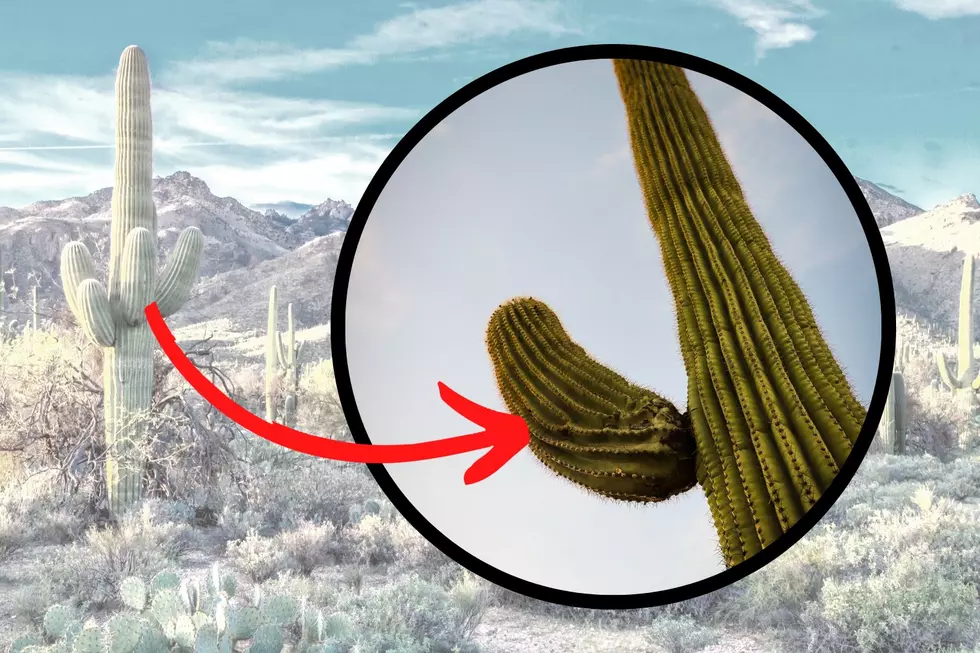3 Things You Didn’t Know About Saguaro Cactus