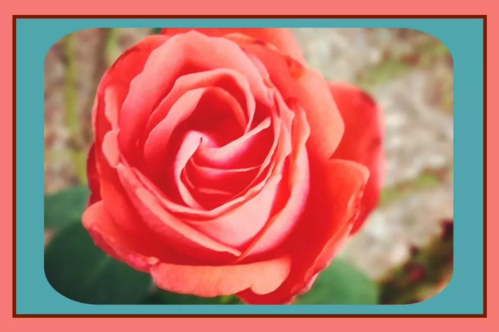Grow Roses in the Desert with this Cochise Master Gardener Workshop
