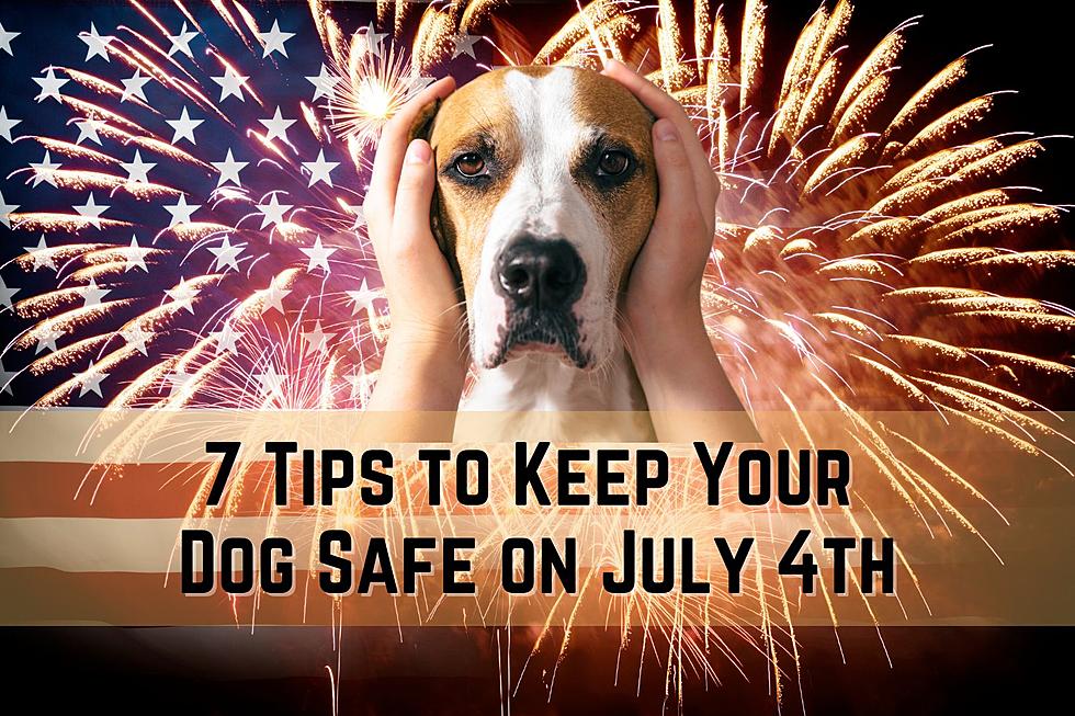 Is Your Dog Afraid of July 4th Fireworks? 7 Tips to Keep Your Dog Safe In Arizona
