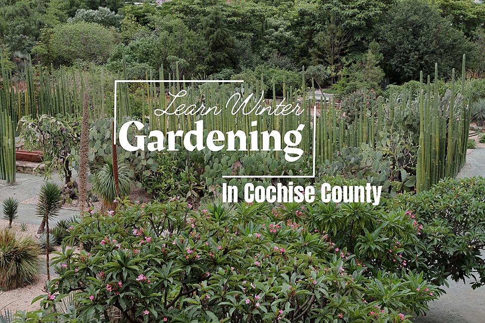 Learn Winter Gardening Techniques with the Master Gardeners
