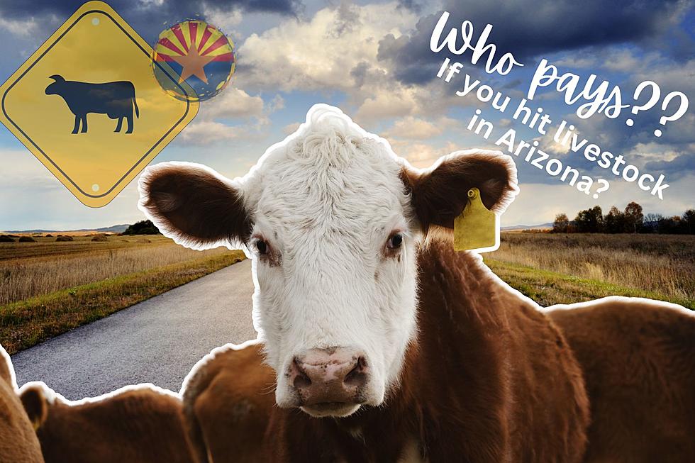 Who's Responsible if You Hit Livestock in Arizona?