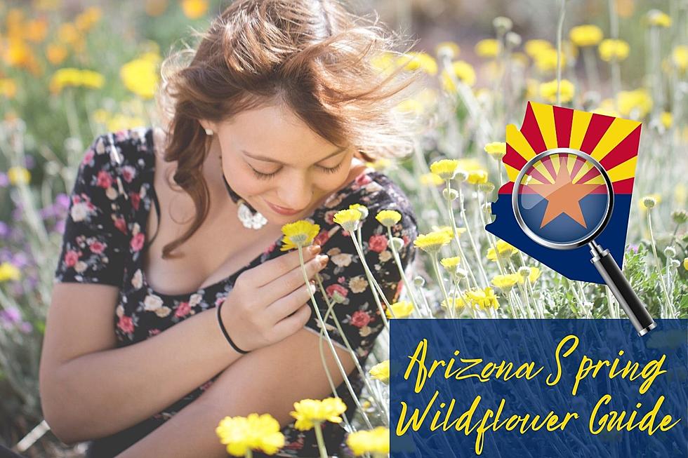 The Secret Places to Find Spring Wildflowers in Arizona