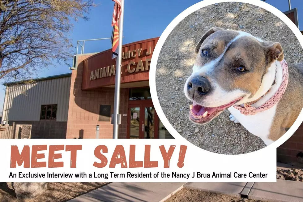 Have You Met Sally? Interviewing an Arizona Animal Shelter Dog