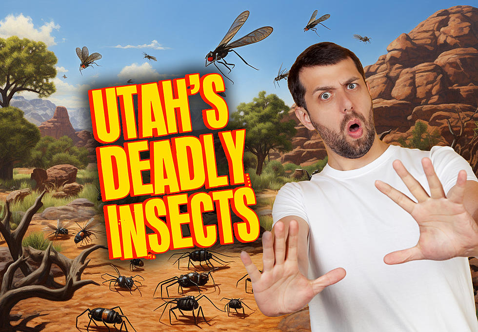 These Are The DEADLIEST Insects In The World… and 6 Live In Utah!