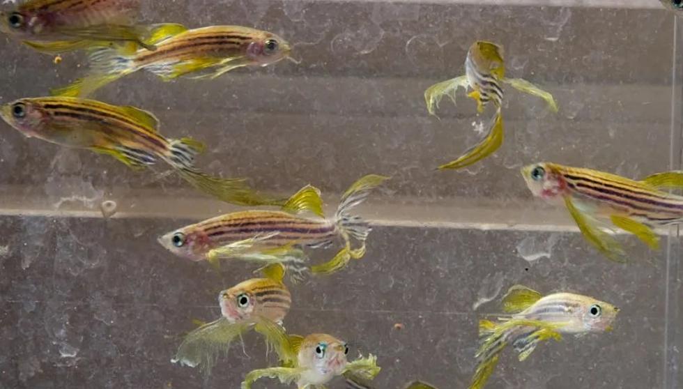 Zebrafish, Utah Tech and You … What’s The Connection?
