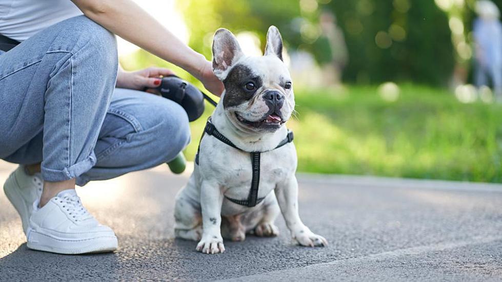 The Rise Of French Bulldog: America's New Beloved Canine Companion