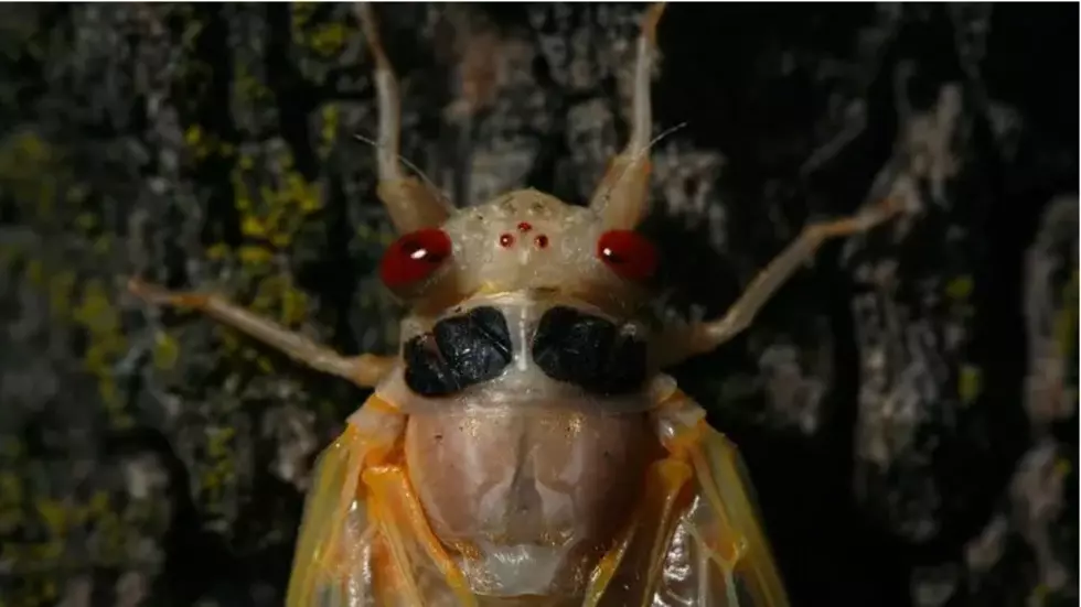 &#8216;Bugpocalypse': Trillion Cicadas Emerging In 17 States &#8212; Is Utah One Of Them?