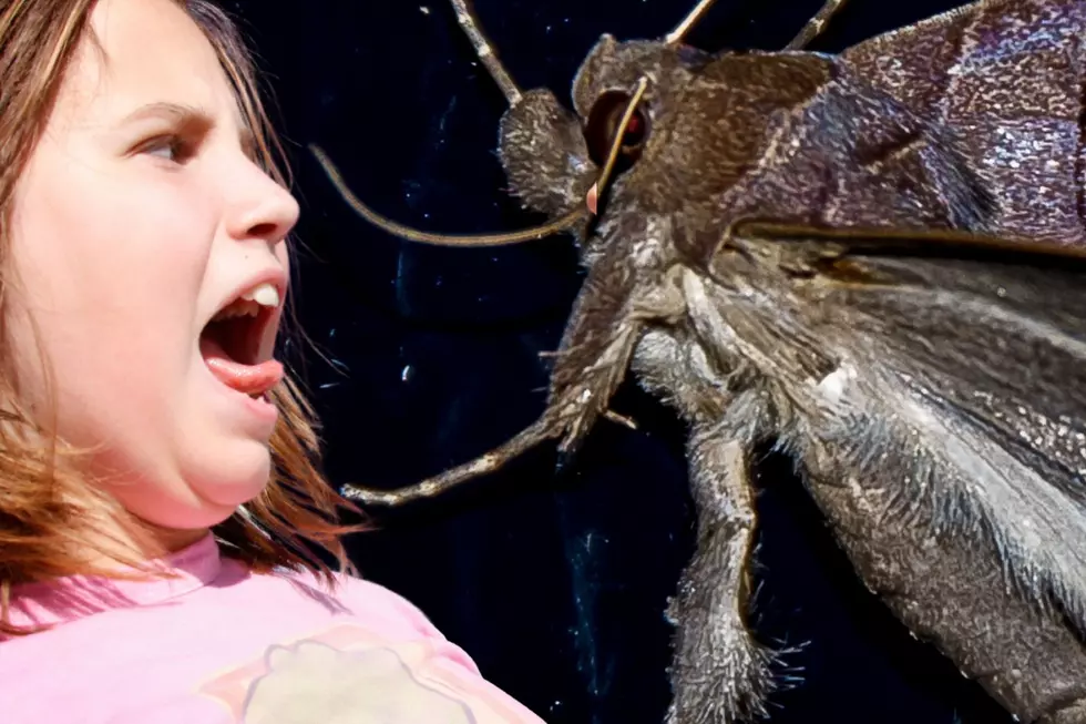 What's Bugging Utah Yards This Year? Find Out Now