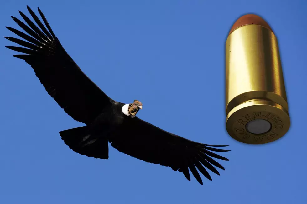 Tiny Metal Is Bringing Down California Condors in Utah