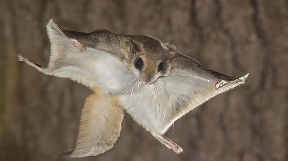 Astonishing: Flying Squirrels Live In Utah And Glow Pink