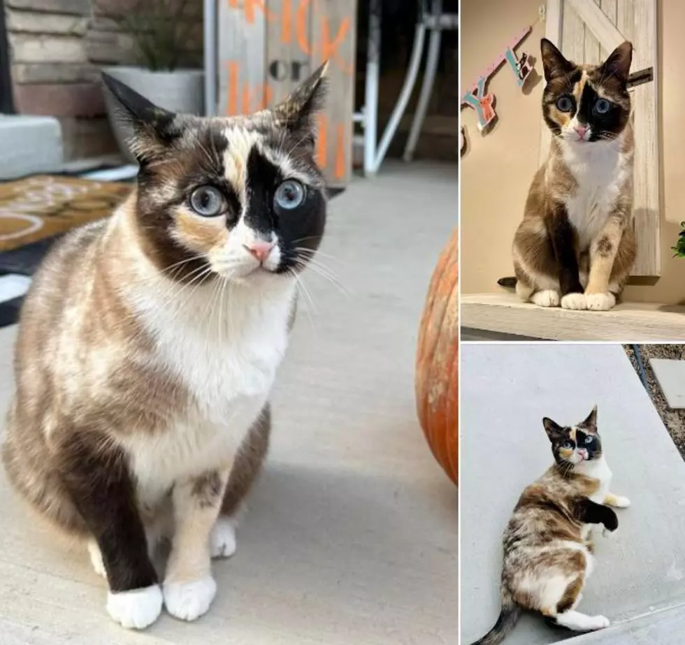 The Cat Mix-Up That Went Hilariously Viral