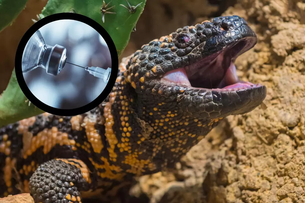 This Monster Caught in Southern Utah Caused a Diabetes Breakthrough