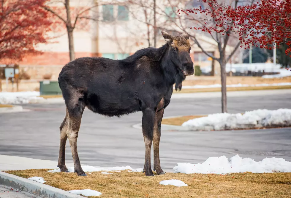 Moose On The Loose! Brings Concerns To Park City: KSUB News Summary