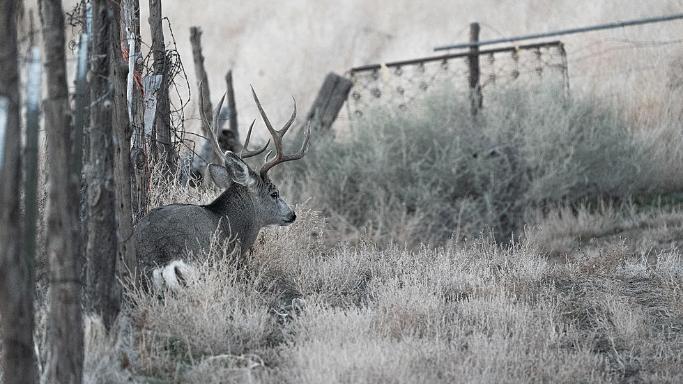 Proposed DWR Study Could Bring Changes To Southern Utah Hunting