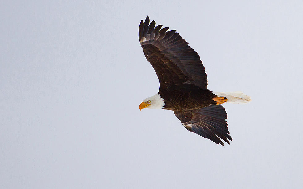 Bald Eagles and Snow Geese? DWR Has Some Wild Winter Fun Planned
