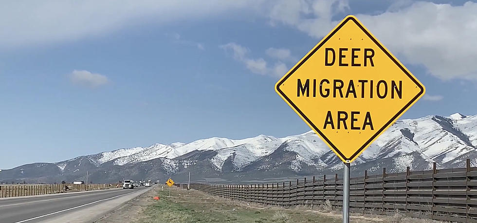 Utah’s Wildlife Migration Initiative: Protecting Wildlife And Drivers