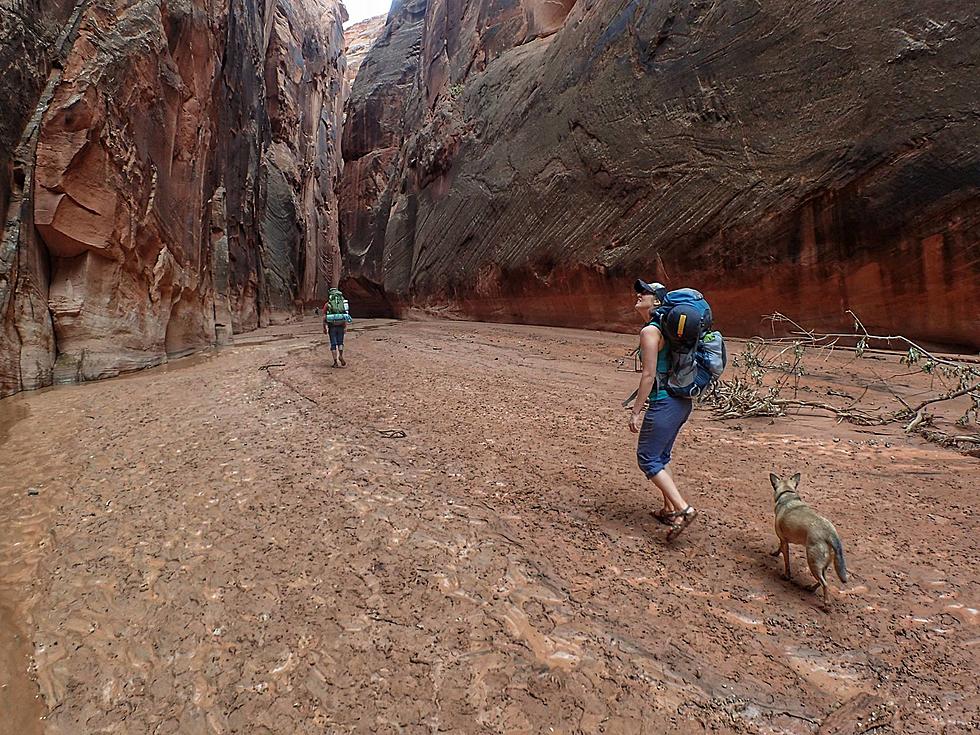 Protecting Utah&#8217;s Wildlife: Responsible Pet Ownership Tips For Outdoor Enthusiasts