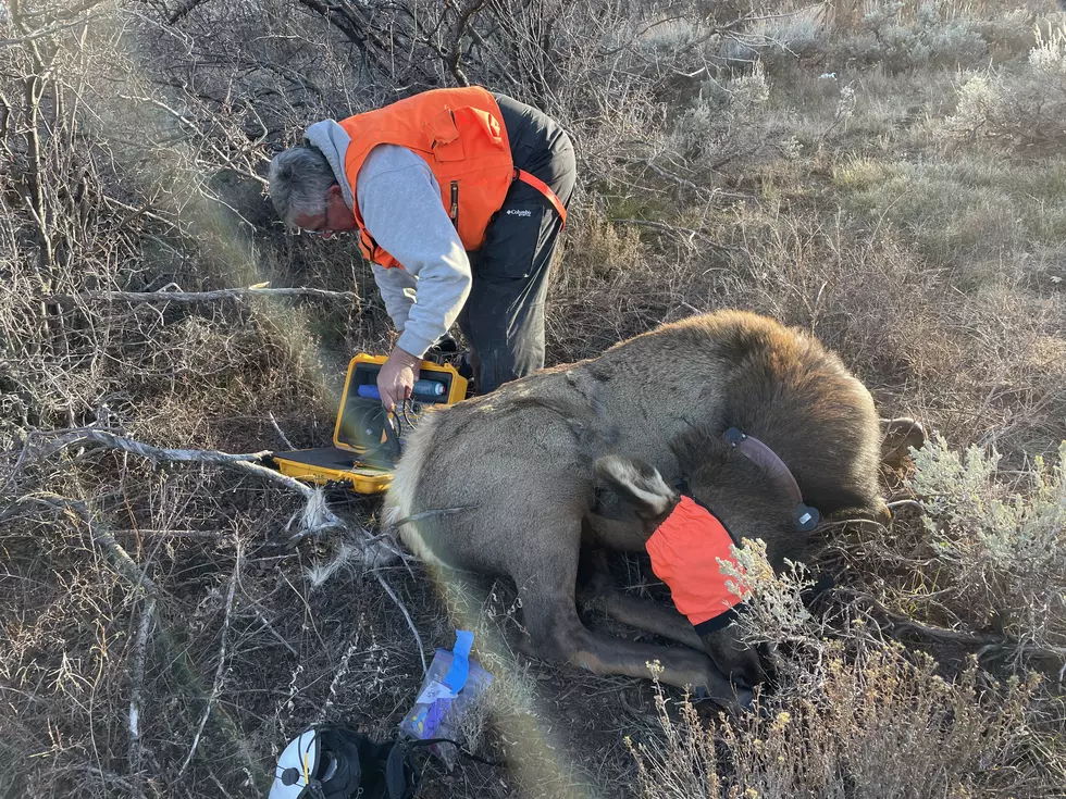 Insights From Utah’s Big Game Animal Captures: Migration, Health, And Population Dynamics
