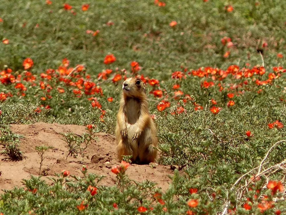 Conserving Utah Prairie Dogs: Successes And Challenges On Endangered Species Day