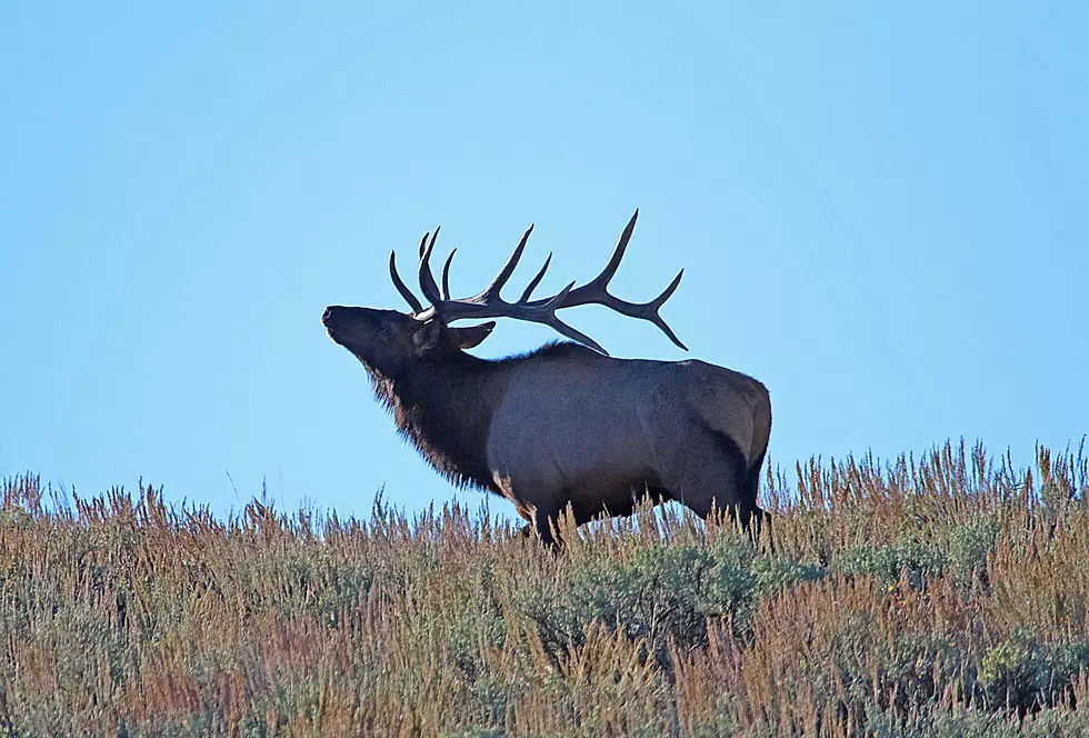2024 Utah Big Game Hunting Regulations Unveiled By Wildlife Board