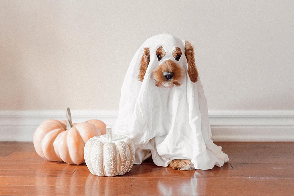 Trick or Treat? These Are Things Your Dog CAN'T Eat!!!