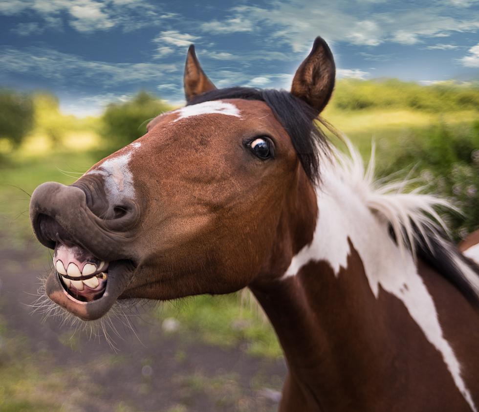 Utah Never Made Eating Horse Illegal?!?
