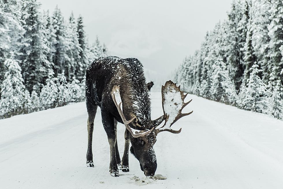 Utah's Gentle Giants: Understanding Moose Behavior For Outdoor Safety