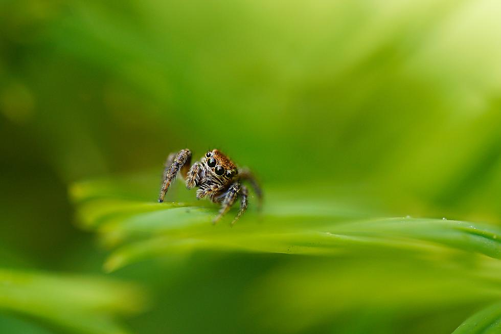 Embracing The Unexpected: The Surprising Benefits Of Pet Jumping Spiders in Utah