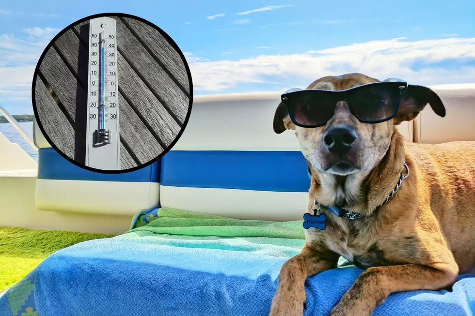 Protect Your Pets: Heat Safety Tips For Southern Utah Residents