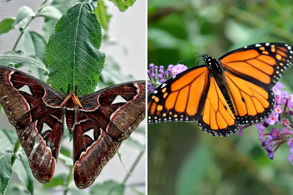 The Surprising Truths About Utah's Butterflies And Moths