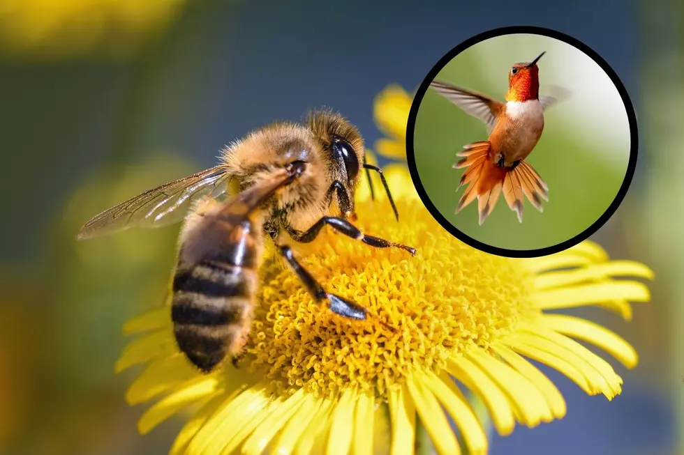 4 Ways To Help Utah Pollinators This Spring And Summer