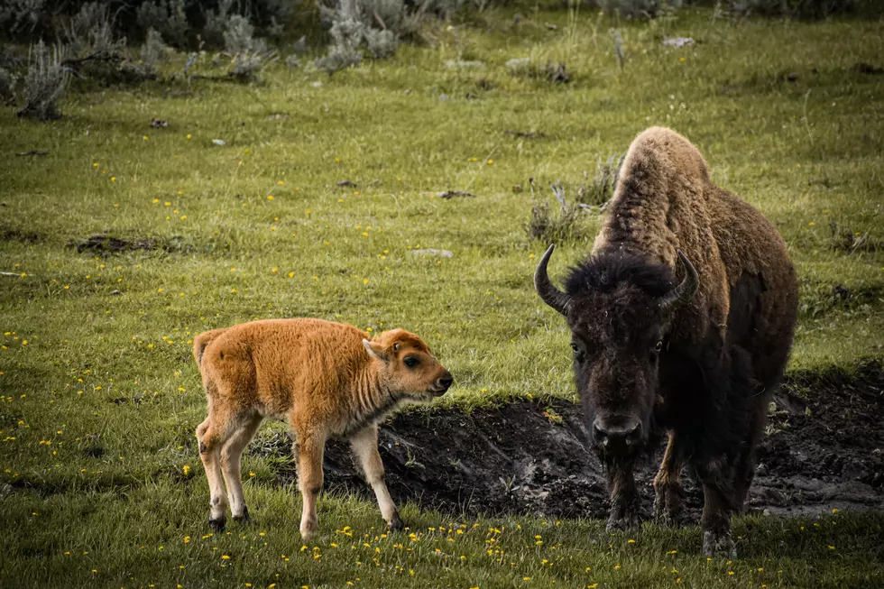 Discovering Utah’s Surprising Pet Possibilities: Bison And Cassowary