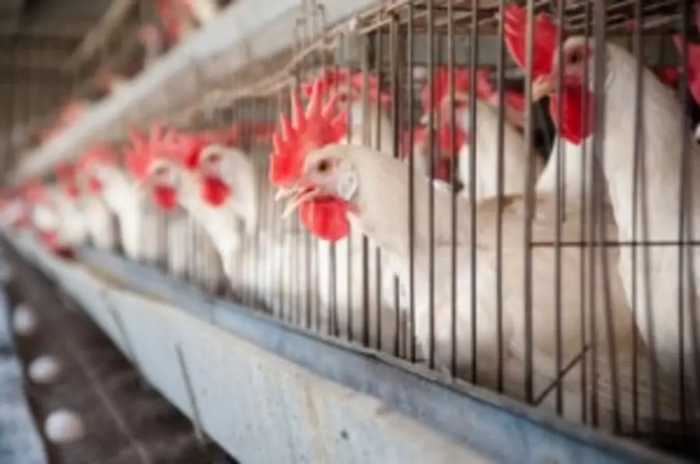 Humane Society Wants Hens to have Leg Room