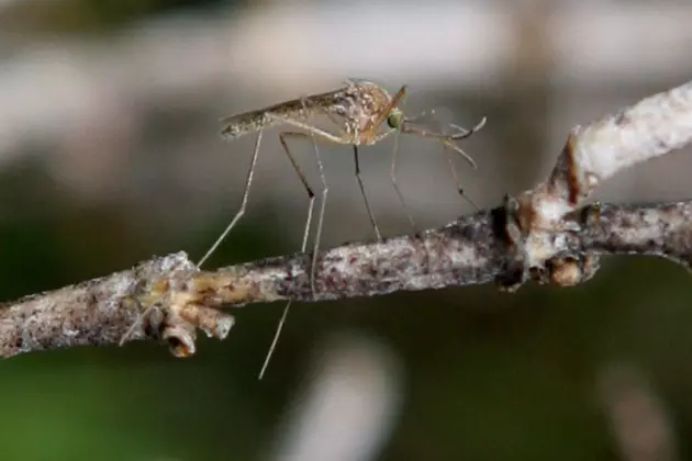 First Human Case of West Nile Virus Found in Benton County