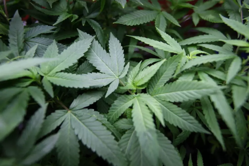 13,500 Marijuana Plants Seized in Kittitas County