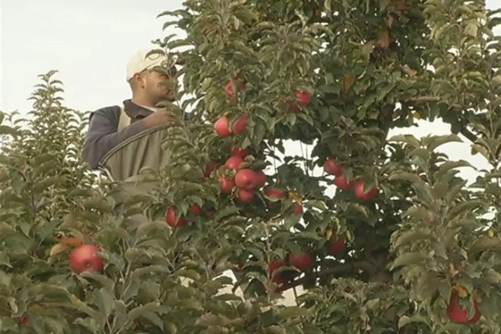 Yakima Valley Apple Growers Rushing to Beat The Freezing Conditions