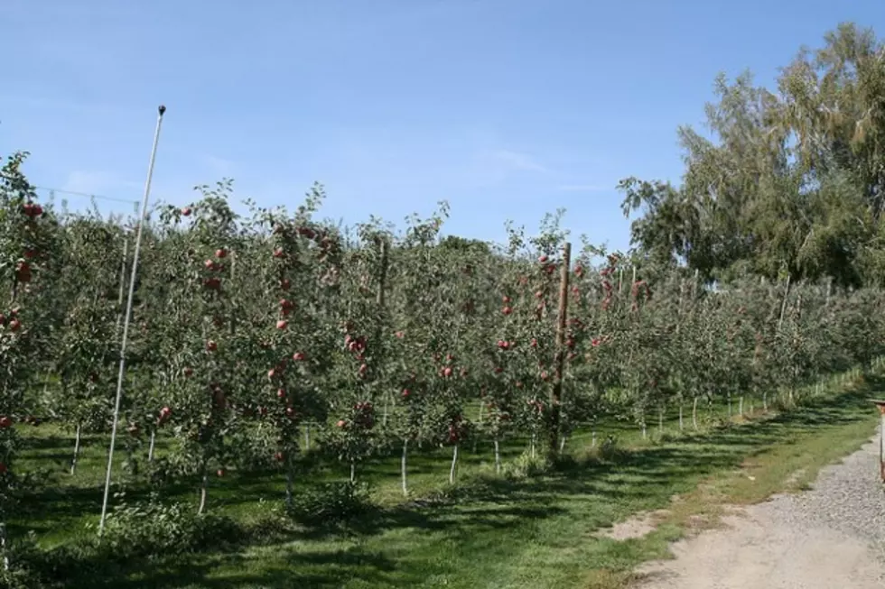 Orchardists to get Help in the Battle Against Apple Maggots