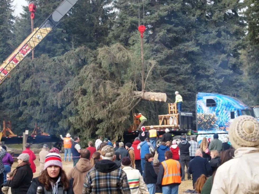 Capitol Christmas Tree Stopping in Yakima