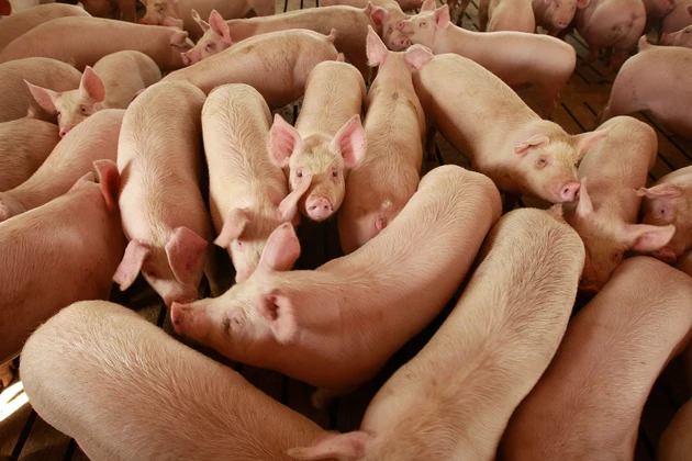 Ag News: ASF and China&#8217;s Pork Demand