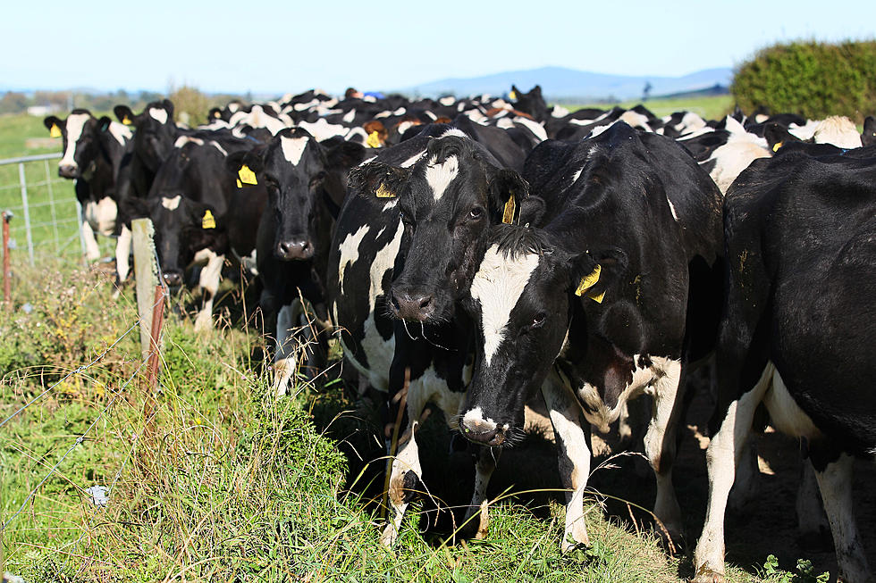 Ag News: Dairy Ind Braces for Tariffs
