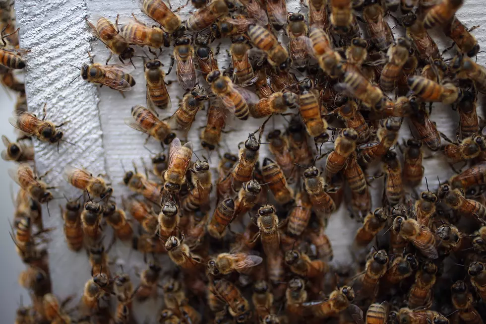 Ag News: Honeybees to California Almonds & WOTUS Report Applauded