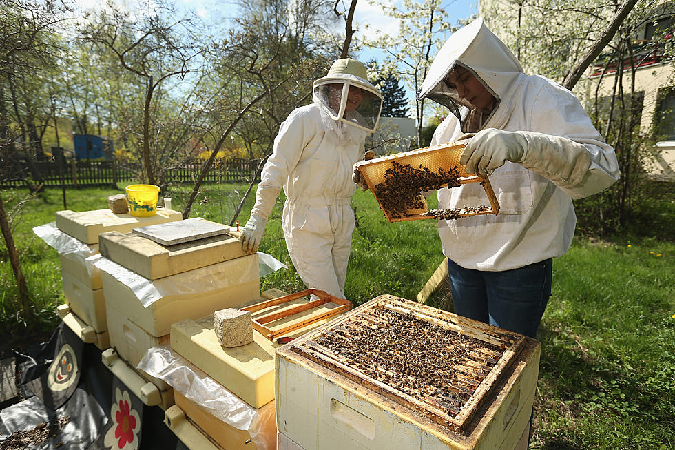 Beekeepers See Positive Numbers, Scholarships for Equine Students