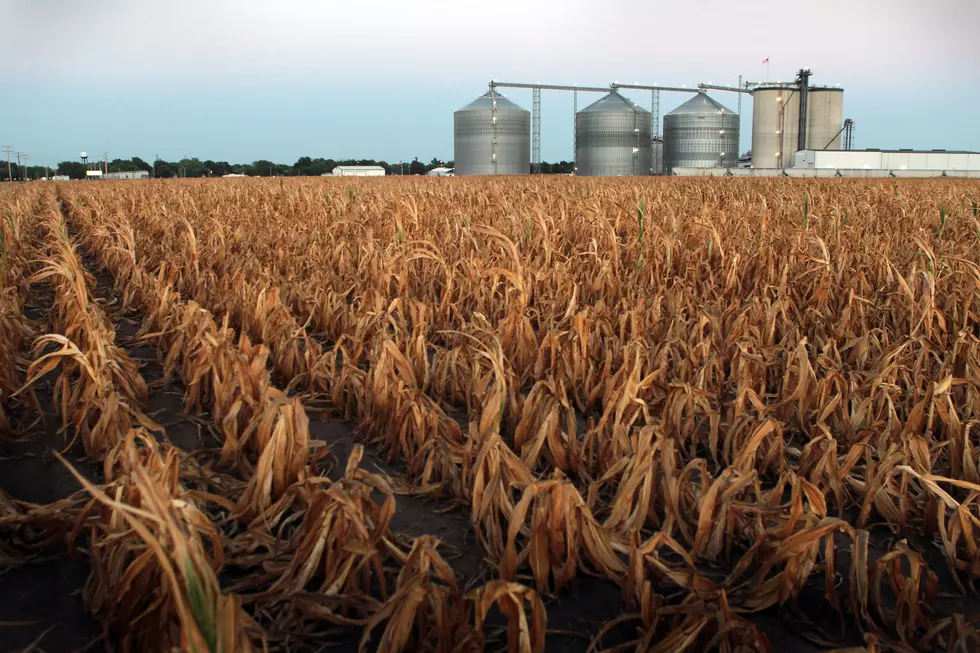 Drop in Corn and Soybean Prices; Agricultural Production Up.
